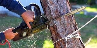 Best Pest Control for Lawns  in Centereach, NY