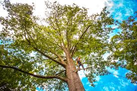 Best Tree Mulching  in Centereach, NY