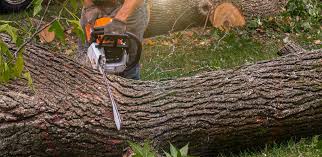 Best Leaf Removal  in Centereach, NY
