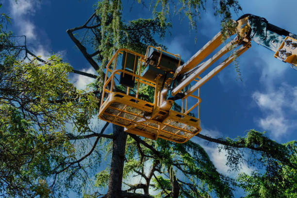 Best Tree Removal  in Centereach, NY