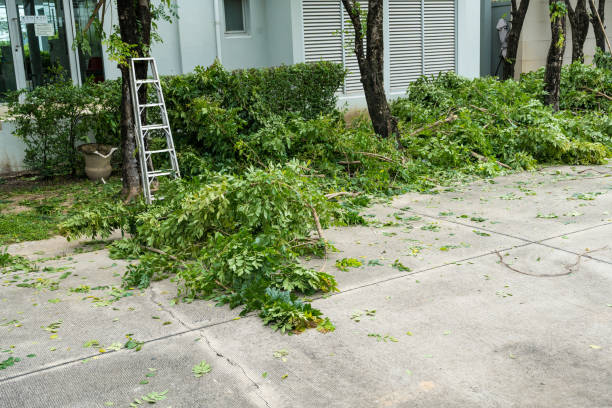Best Tree Disease Treatment  in Centereach, NY