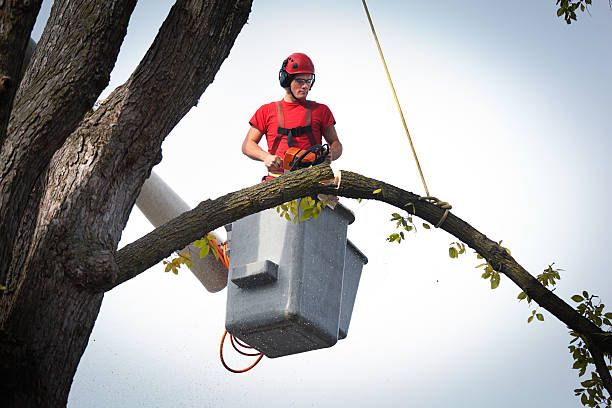 Best Arborist Consultation Services  in Centereach, NY